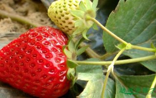 根据生长特点，可将草莓的茎分为哪几种？