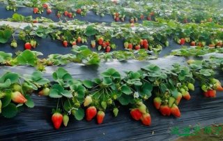 草莓是裸子植物还是被子植物？